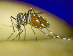 How to control dengue fever spread